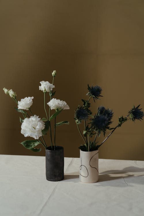 Are Eustoma Indoor Plants or Outdoor Plants