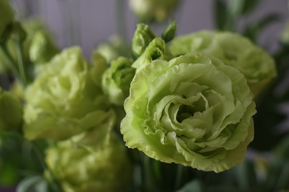 Eustoma Potted